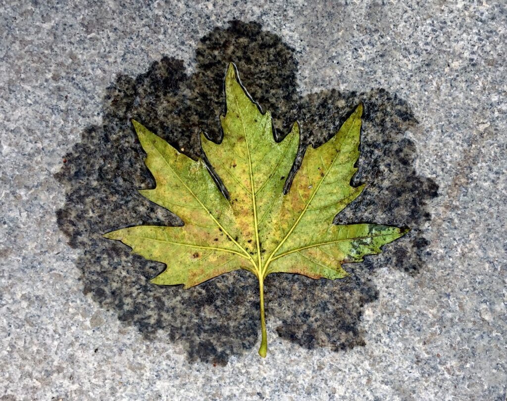 Çınar yaprağı faydaları nelerdir?