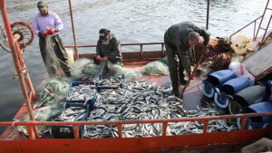 İnci kefalinde av sezonu başladı