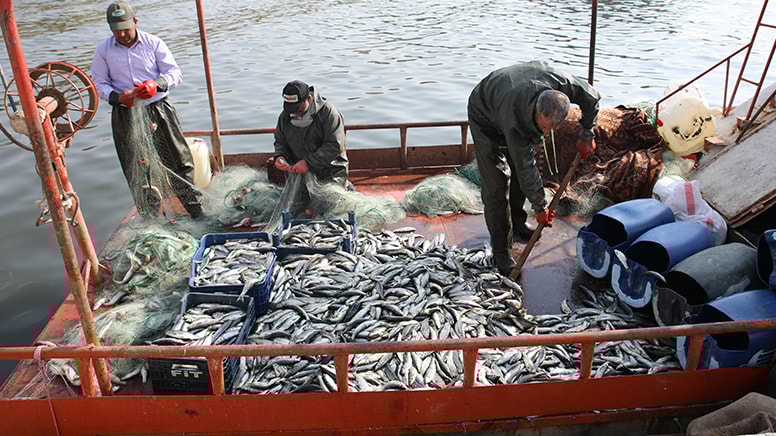 İnci kefalinde av sezonu başladı