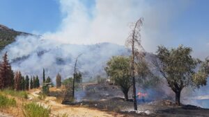 İzmir’de orman yangını: Tahliyeler başladı