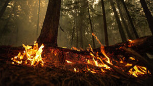 Kanada’da orman yangınları: 9 bin kişi tahliye edildi