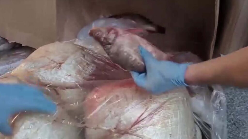 Kokmuş balıkla uyuşturucu sevkiyatına 7 tutuklama