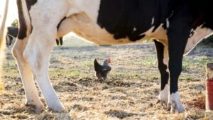 Mayısta süt üretimi azaldı, yumurta üretimi arttı