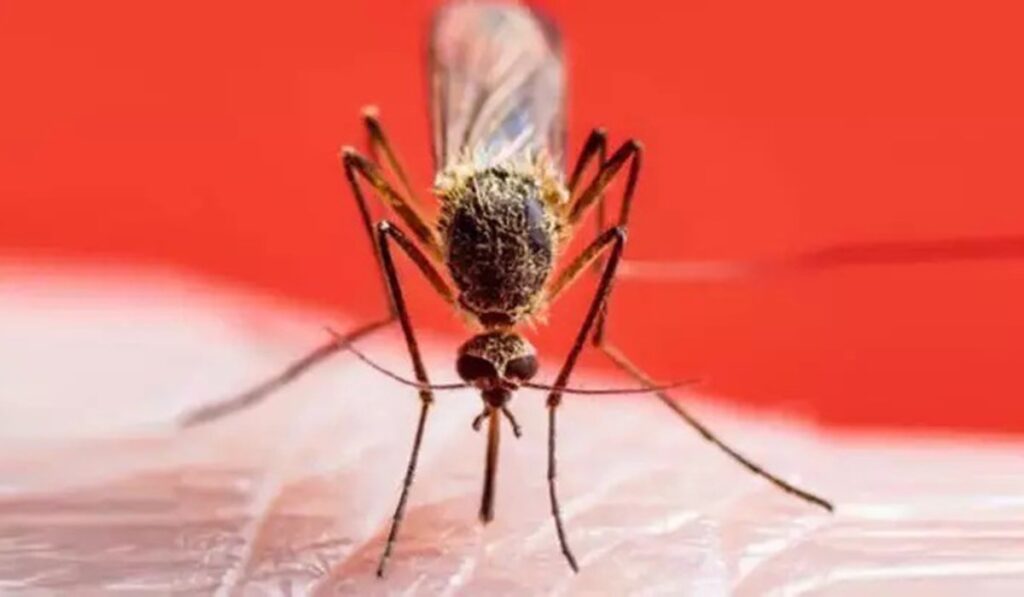 Oropouche virüsü nedir, belirtileri neler?