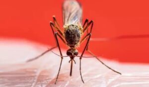 Oropouche virüsü nedir, belirtileri neler?