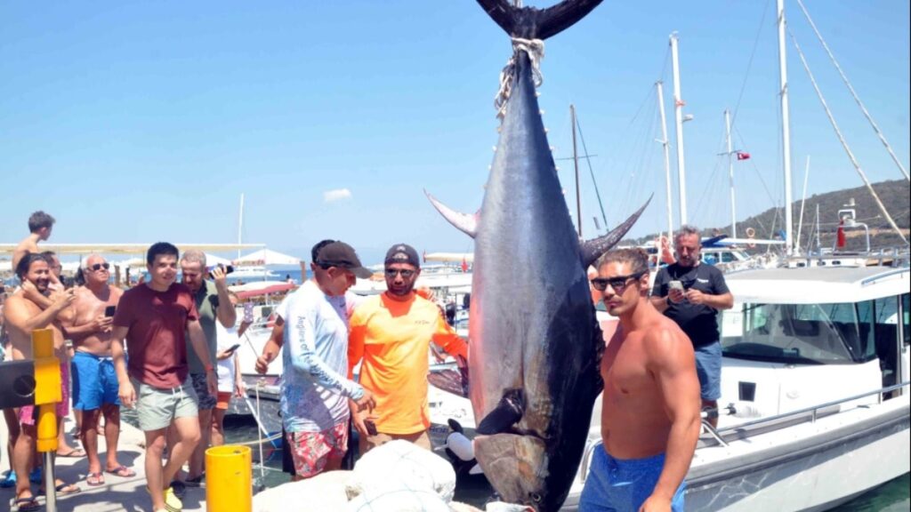 420 kiloluk orkinosa yoğun ilgi