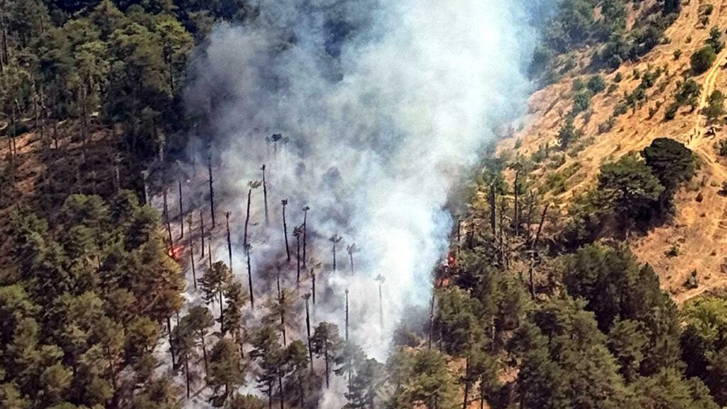 Aydın Kuyucak’ta orman yangını