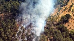 Aydın Kuyucak’ta orman yangını