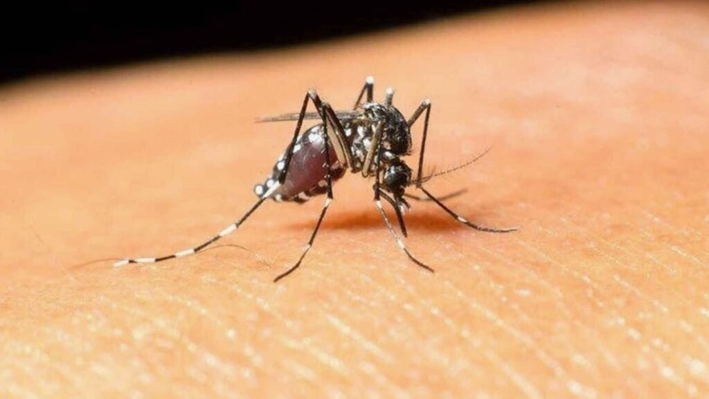 Batı Nil Virüsü nedir, nasıl bulaşır? Batı Nil Virüsü ölüm oranı ve belirtileri nelerdir, tedavisi var mı?