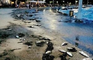 Ege Denizi’nde binlerce tatlı su balığı karaya vurdu, panik yaşandı