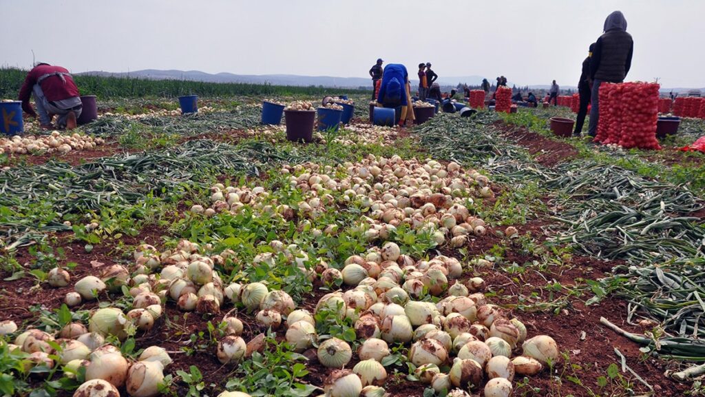 Enflasyona da tarlaya da yaz gelmedi