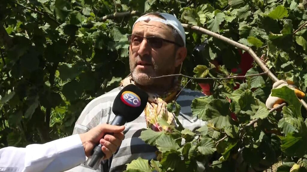 Fındık üreticisi umutsuz: Maliyeti karşılasın yeter