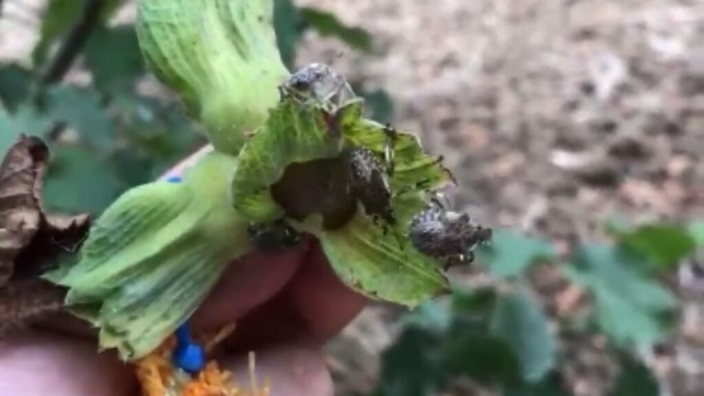 Fındıkta ‘kahverengi kokarca’ kâbusu sürüyor