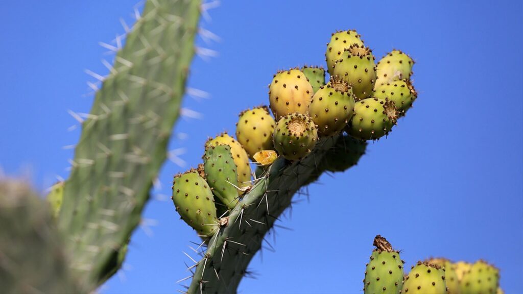Frenk yemişi faydaları nelerdir? Dikenli incir nasıl temizlenir, nasıl yenir?
