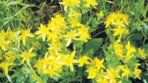 Halsizliğe iyi geliyor! Sarı kantaron nedir, ne demek? Sarı Kantaron çayı faydaları neler, nasıl yapılır?