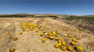 İktidar üreticiyi yalnız bıraktı… Tonlarca kavun çürümeye terk edildi