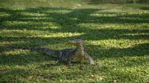 Jagaptorun Gizemli Duyu Organı: İşlevi Ve Özellikleri