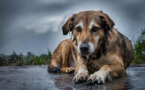 ‘Katliam yasası’ resmen yürürlüğe girdi
