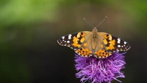 Kelebeklerin Büyüleyici Yaşam Döngüsü: Dönüşümün Hikayesi