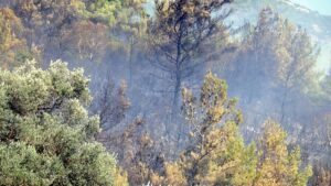 Muğla’da iki yerde daha orman yangını