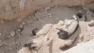 Niğde katliamı ihalesinde yandaş kokular