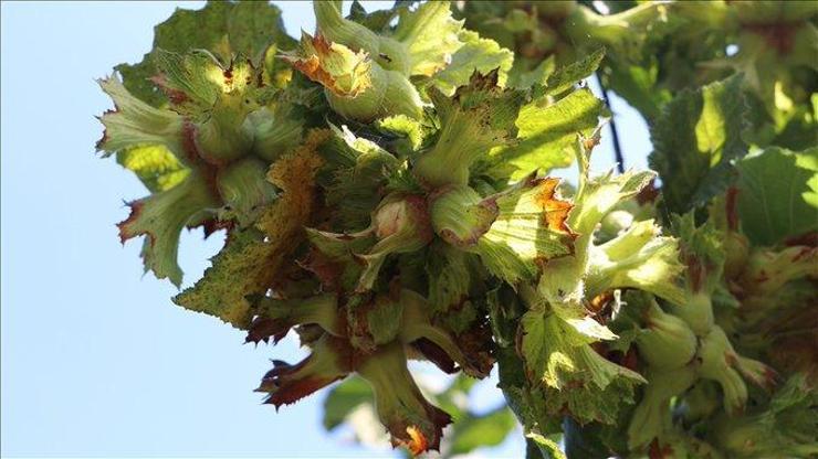 SON DAKİKA | Fındık alım fiyatları belli oldu!