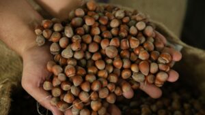 TMO fındık alımına başladı… 2024 Fındık fiyatları açıklandı