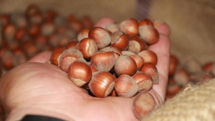 TMO fındık alımına başladı! İşte Ordu’da alınan ilk fındığın fiyatı…