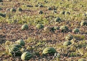 Tarlada para etmedi, markette cep yaktı