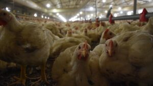 Tavuk eti ve yumurta üretimi haziranda azaldı