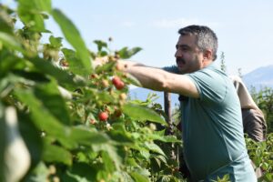 Yıldırım’da Tarladan Sofraya Kadın Eli