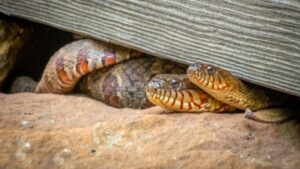 Yılan görünce donup kalmak: Ofidiyofobi nedir?