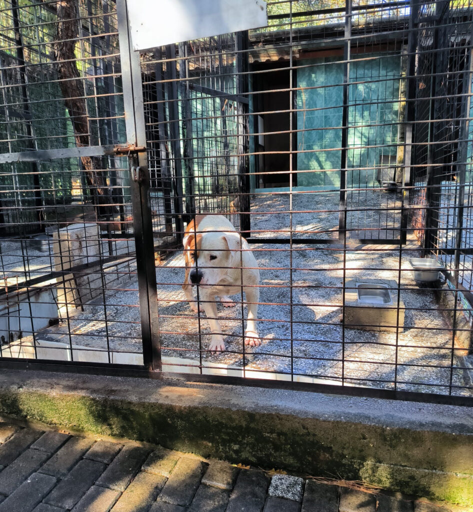 Ata saldıran köpek yakalandı