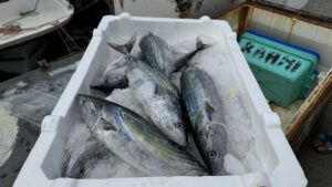 20 yıldır böylesi görülmedi! Palamut coştu, hamsi için kötü haber geldi…