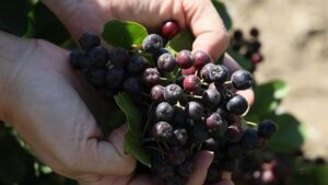 Bağışıklık sisteminizi aronyo meyvesiyle güçlendirin! Bilinen en güçlü antioksidan kaynağı süper meyve hücre hasarını önlüyor