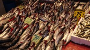 Balıkçıların ağlarını doldurdu, tezgahların en ucuz balığı oldu