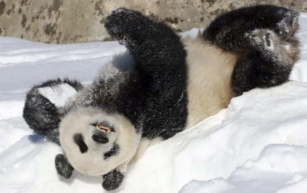 Finlandiya’nın parası yetmedi, kiralık pandaları geri gönderiyor
