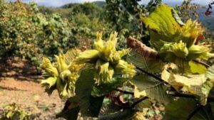 Giresun’da fındık fiyatı yeni haftaya 130 liradan başladı