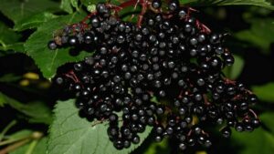 Hastalıklar pik yapmadan dikkat: Yanlış hazırlanırsa toksik etki, doğru hazırlanırsa vitamin bombası