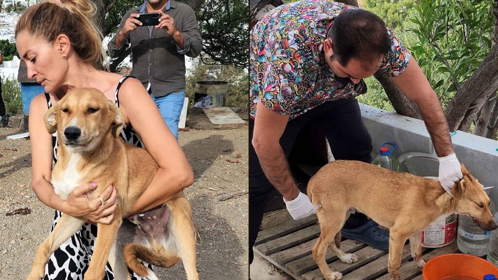 Hayvan katliamında acı katlanıyor