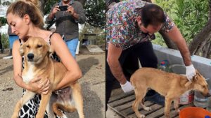 Hayvan katliamında acı katlanıyor