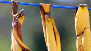 Herkes çöpe atıyordu, dişlere faydası ortaya çıktı!