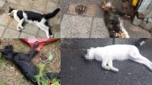 Kadıköy’de sokak hayvanları ölü bulundu, Başkan Kösedağı’ndan sert tepki geldi