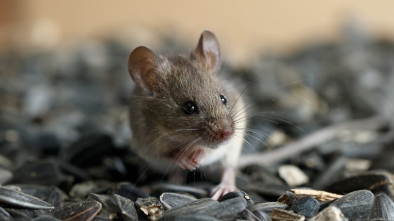 Küçük adada ‘fare’ alarmı: Her yerde arıyorlar