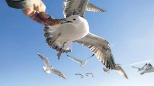 Martı kabusu: Yüzlerce kişi yaralandı, halk pencereleri açamıyor