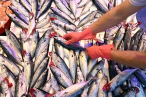 Palamut tezgahları doldurdu… İlk günden itibaren palamut fiyatları hızla düştü