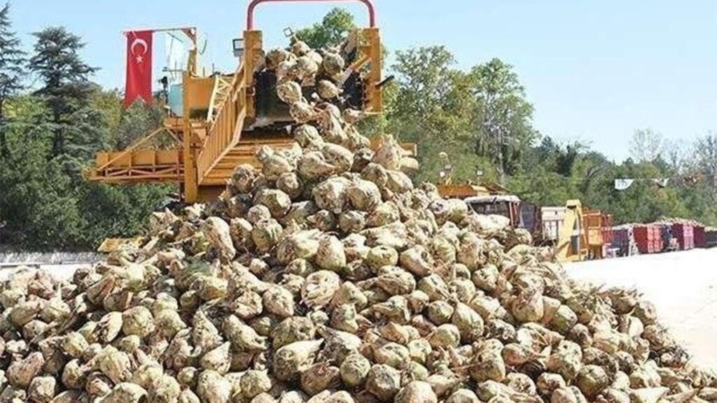 Şeker pancarı alım fiyatı belli oldu