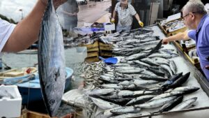 Tezgahların yıldızı olmuştu… Palamut Gürcistan’a kaçtı fiyatlar arttı