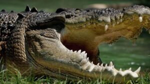 Vücudunun alt kısmı ağaç dalına takılı kalırken başı ve kolları kayboldu