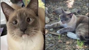 Yellowstone’da kaybolan kedi, 1450 kilometre yol kat ederek eve döndü